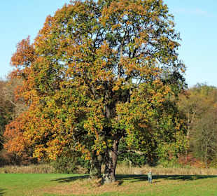 Rundgang durch den Jenischpark
