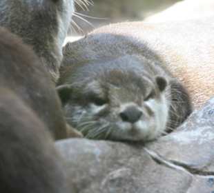 Otter