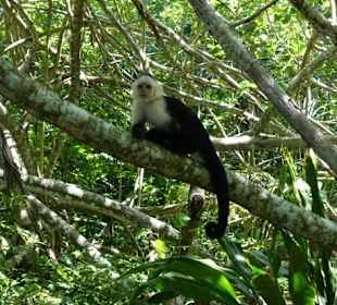 Kapuzineraffen in Cahuita Nationalpark