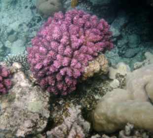 Unterwasserwelt am Hotel-Riff