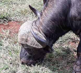 Ganz schön nahe ...