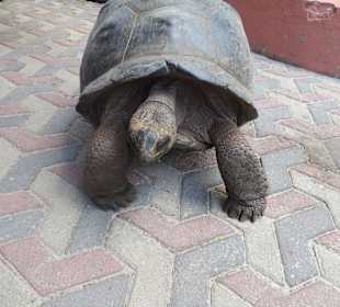 Die Schildkröten auf Prison Island