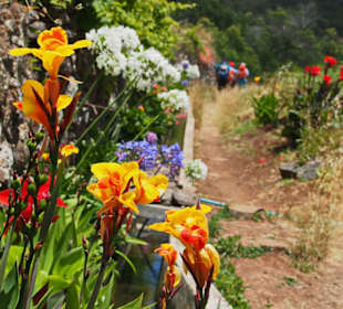 Blumen entlang der Levada