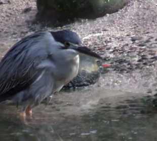 Kleinsäuger + Vogelhaus