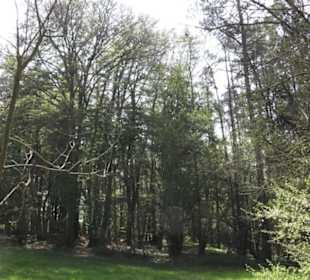 Waldlehrpfad an der Lauter