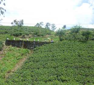 Mit dem Zug von Kandy ins Hochland