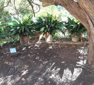 Gartenanlage - Tausendjährige Eibe