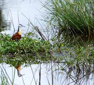 Greater St. Lucia Wetland Park