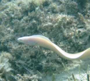 Traumstrand & Korallenriffe/Fische der Superlative