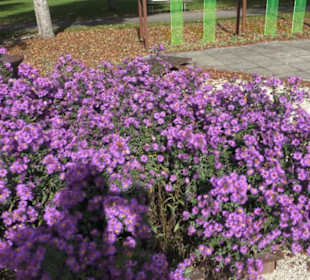 Kneipp`scher Sinnesgarten