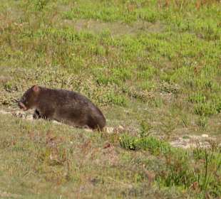 Wilsons Promontory NP