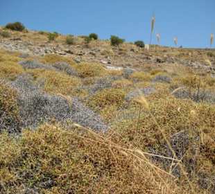 Versteinerter Wald Motiv 1