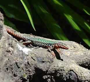 Botanischer Garten