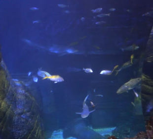 Sea Life