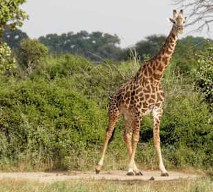 Viele Giraffen in Tsavo ost