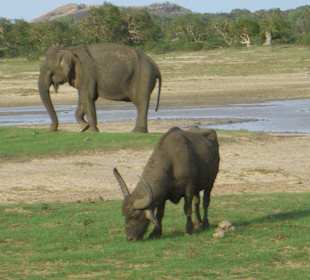 Im Yala Nationalpark