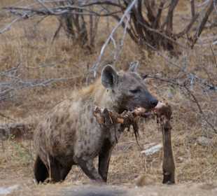 Krüger Nationalpark	