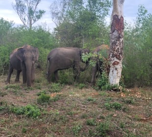 Udawalawe Nationalpark