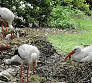 Storchenfamilie mit Nachwuchs