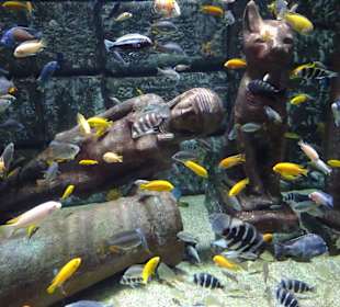 Antalya - Aquarium Park