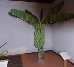 Alles über palmerische Kultupflanzen