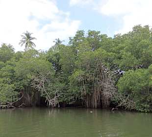 Vegetation