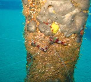 Leslie M. / St. Lucia