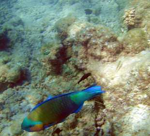 Parrotfish