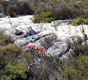 Wanderung auf denTafelberg