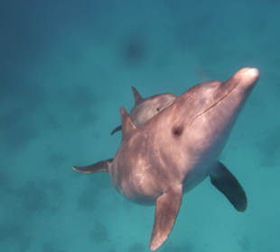 Define, Delfine und Delfine 
