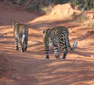 Leopardenmutter mit Ihrem Jungen
