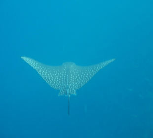 Schnorcheln am Riff Aquarium