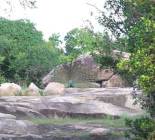 Im Yala Park - Geführte Touren Astrid Tours Sri Lanka