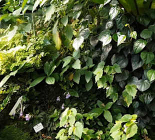 Botanischer Garten