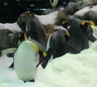 Loro Parque