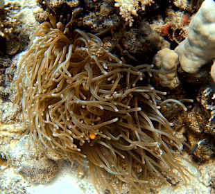 Anemone