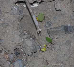 Ameisen, die keinen Urlaub hatten, Nationalpark Carara