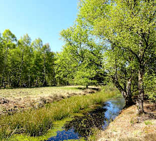 Rundgang durch das Hochmoor des Museums
