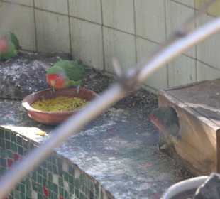 ..auch Sittiche gibt es hier..