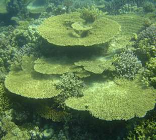 Korallenriffe in Hurghada am Roten Meer