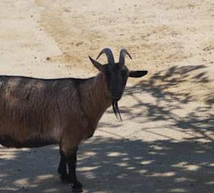 Zoo Arche Noah Grömitz
