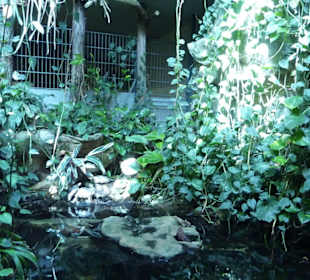 Wasserschildkröten - Anlage