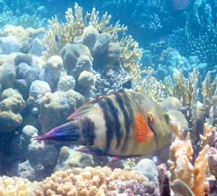 Schnorcheln Makadi Bay