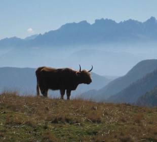 Ochs und Dolomiten