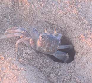 Краб готовится ко сну