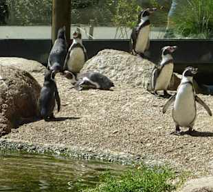 Humboldt Pinguine