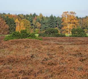 Herbststimmung am Pestruper Gräberfeld