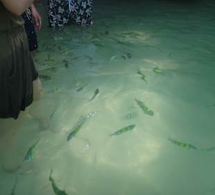 Hong Island/Koh Hong