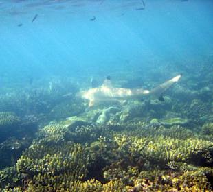 Schöne Unterwasserwelt