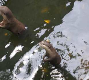 Phuket ZOO - 10 / 2010